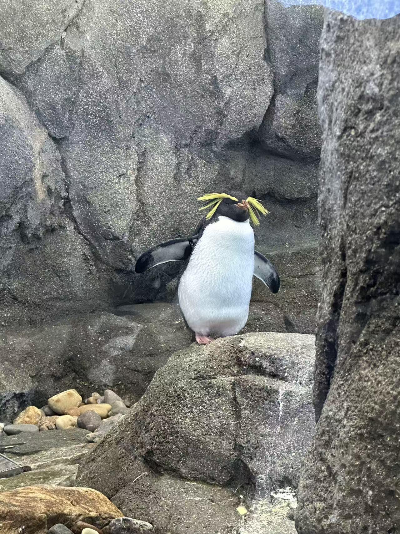 Animal portrait